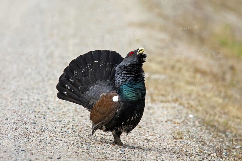 Western Capercaillie (Tetrao urogallus), Wood Grouse, Heather Cock showing courtship display on dirt road in spring