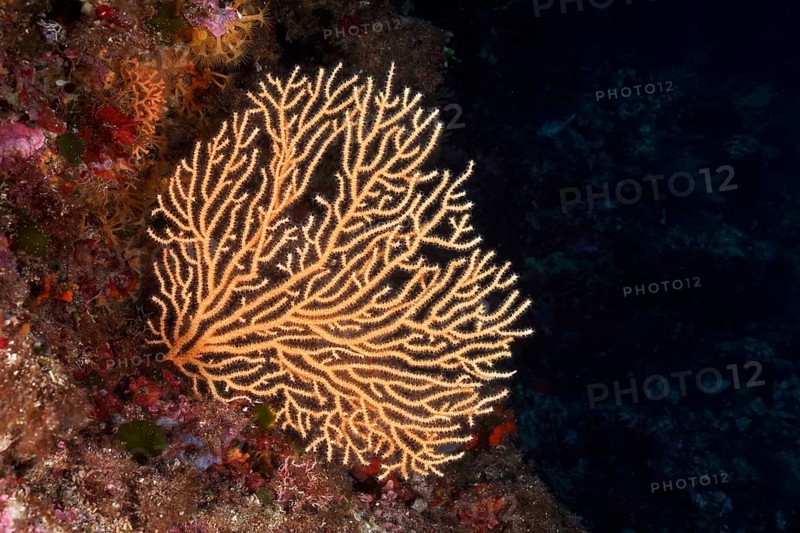 Yellow gorgonian (Eunicella cavolinii) in the Mediterranean Sea near Hyères. Dive site Giens Peninsula, Côte dAzur, France, Europe