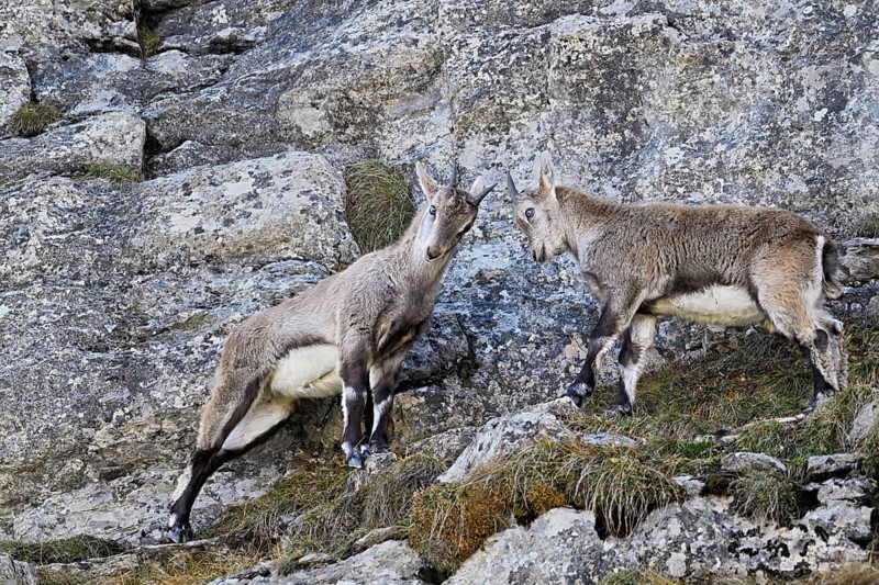 Two alpine ibexes (Capra ibex), young animals fighting in steep terrain, Canton of St. Gallen, Switzerland, Europe