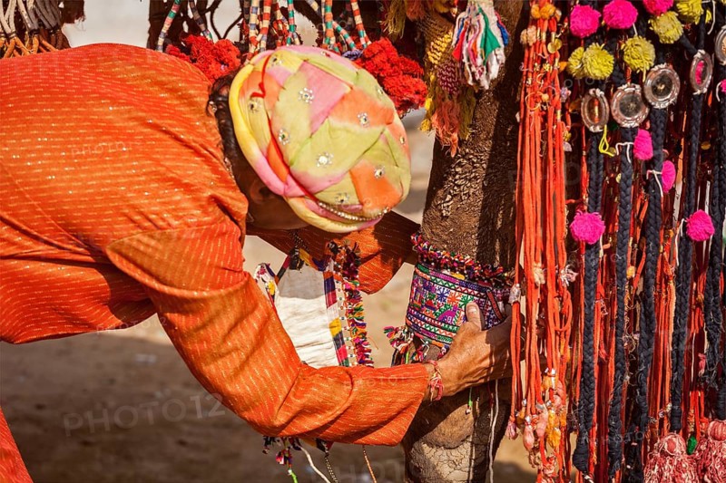 PUSHKAR, INDIA, NOVEMBER 22, 2012: Man decorating his camel for camel decoration contest at Pushkar camel fair (Pushkar Mela), annual five-day camel and livestock fair, one of the world's largest camel fairs and tourist attraction
