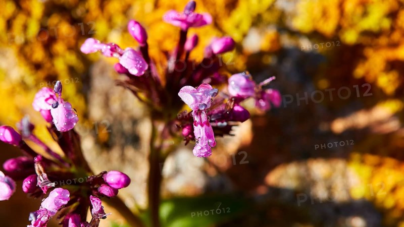 Macro, flower, violet, ochre-coloured stone, Levanzo, Egadi Islands, Sicily, Italy, Europe