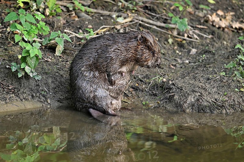 Eurasian beaver, european beaver (Castor fiber) mother standing on the river bank, Freiamt, Canton Aargau, Switzerland, Europe