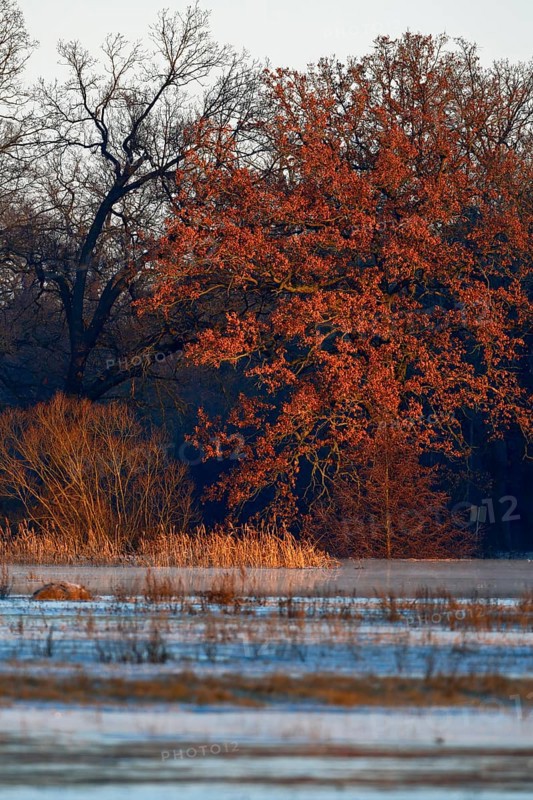 Winter floods 2024 on the Elbe and Mulde rivers with flooding of the meadows, ice on the meadows due to flooding in winter, morning mood in the Elbe floodplain, Middle Elbe Biosphere Reserve, Dessau-Roßlau, Saxony-Anhalt, Germany, Europe