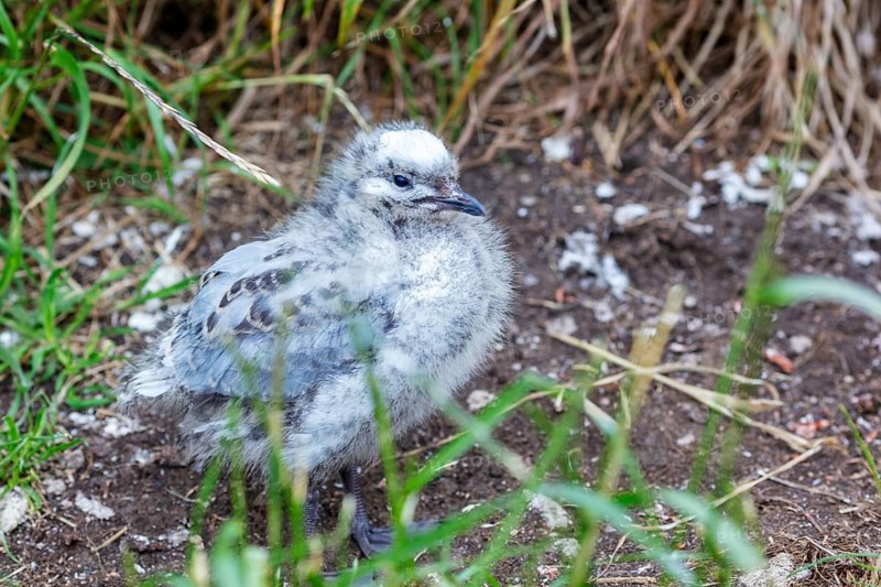 Gulls (Larinae), chicks, Otago Peninsula, New Zealand, Oceania