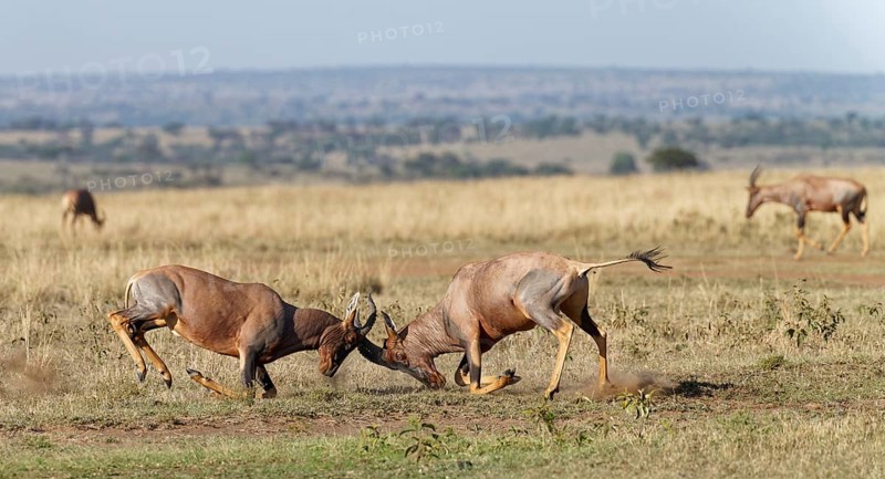 Fight between two Topi lei antelope bulls, Maasai Mara Game Reserve, Kenya, Africa
