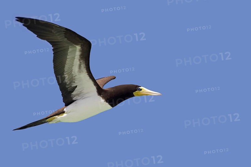 Brown booby (Sula leucogaster) in flight against blue sky