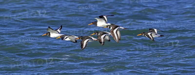 Common pied oystercatchers (Haematopus ostralegus) Eurasian oystercatcher flock flying over sea water along the North Sea coast in winter
