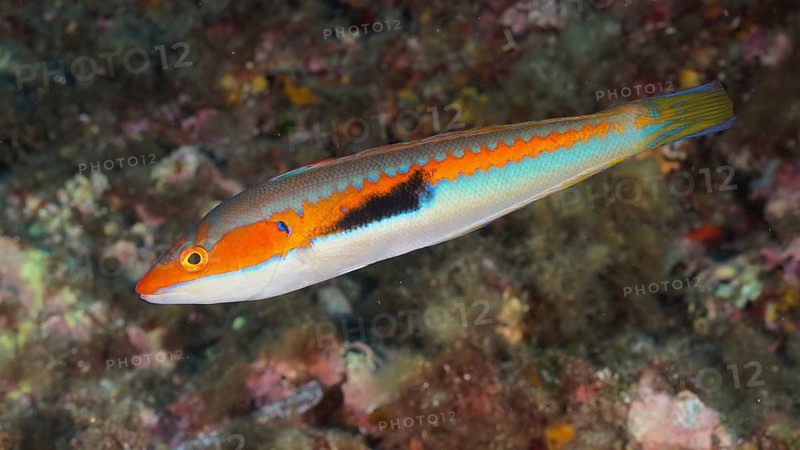 Mediterranean rainbow wrasse (Coris julis) in the Mediterranean near Hyères. Dive site Giens Peninsula, Côte dAzur, France, Europe