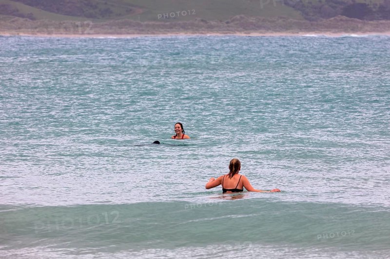 Delfine, Badende, Curio Bay, Südland, Neuseeland