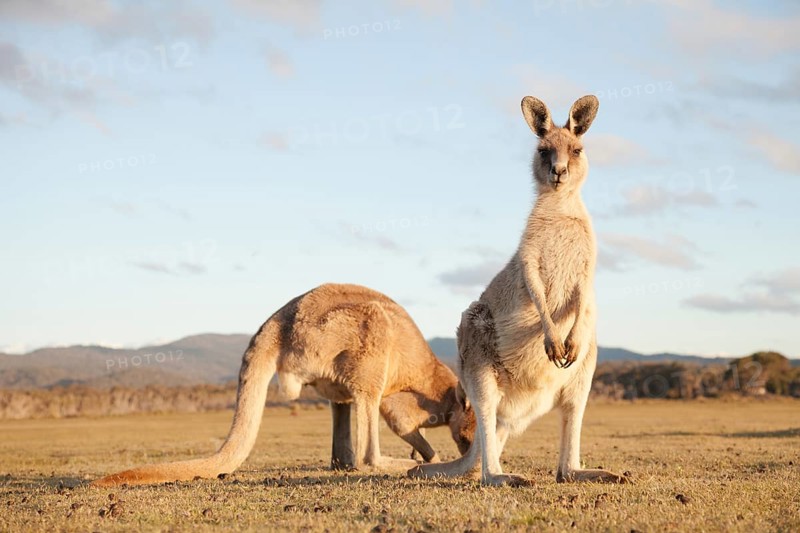 Kangaroos in Narawntapu National Park