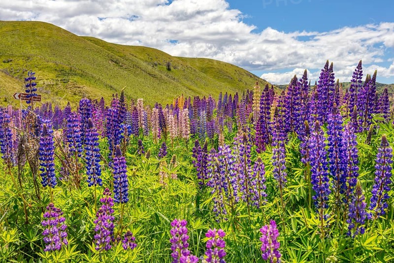 Lupins (Lupinus), New Zealand, Oceania