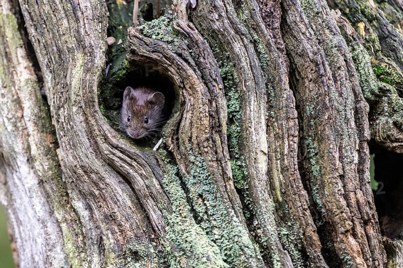 Bank vole (Myodes glareolus), Emsland, Lower Saxony, Germany, Europe