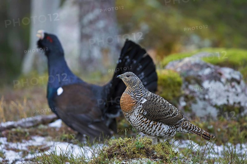 Western capercaillie (Tetrao urogallus) female and male displaying at lek in coniferous forest in spring