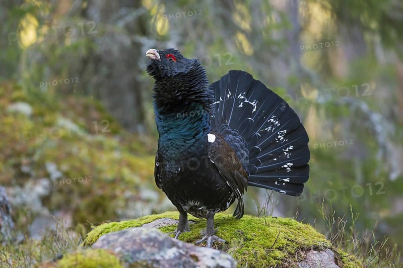 Western capercaillie (Tetrao urogallus) male calling and displaying with erect tail and neck feathers at lek in coniferous forest in spring
