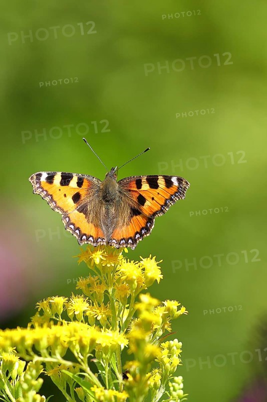 Small tortoiseshell (Aglais urticae), on a goldenrod (Solidago) flower, Wilden, North Rhine-Westphalia, Germany, Europe