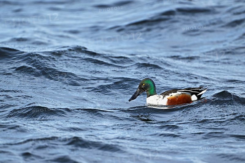 Northern shoveler (Spatula clypeata) (Syn.: Anas clypeata), male swimming on Lake Zug, Switzerland, Europe
