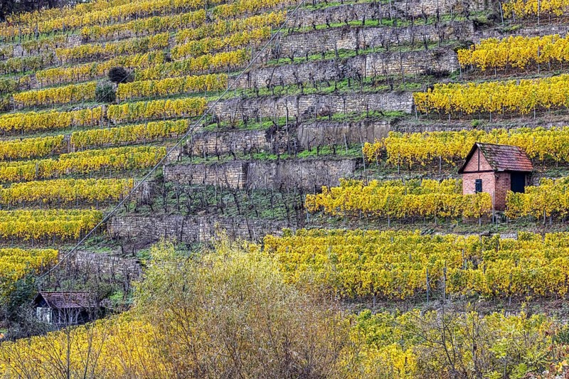Vineyard cottage in the vineyard, landscape on the Neckar in autumn, Hofen, Stuttgart, Baden-Württemberg, Germany, Europe