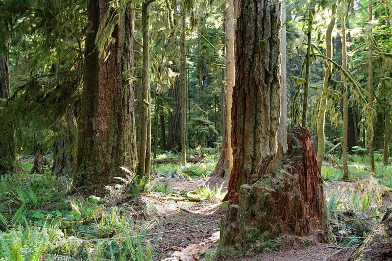 Huge old Douglas firs, overgrown with mosses and lichens, Cathedral Grove, MacMillan Park, Vancouver Island, Canada, North America