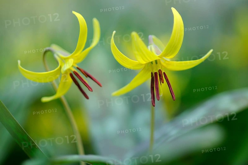 Dog's Fawn Lily (Erythronium americanum), Emsland, Lower Saxony, Germany, Europe