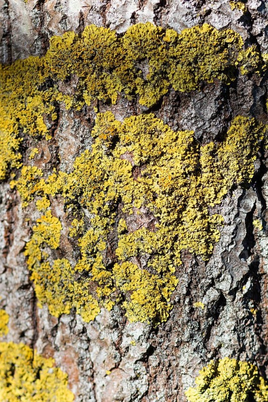 Texture of Manchurian walnut bark with yellow lichens