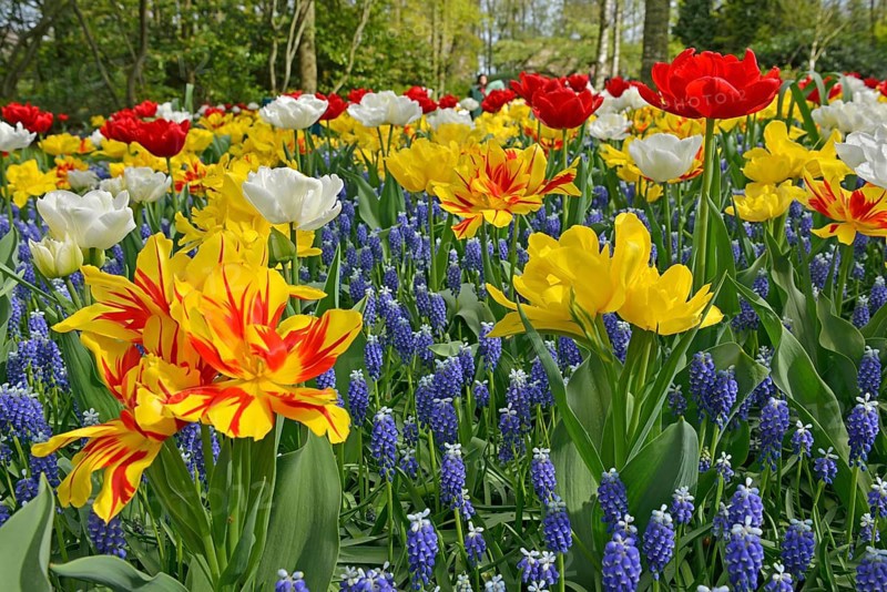 Tulips (Tulipa) and grape hyacinths (Muscari) at Keukenhof, Lisse, South Holland