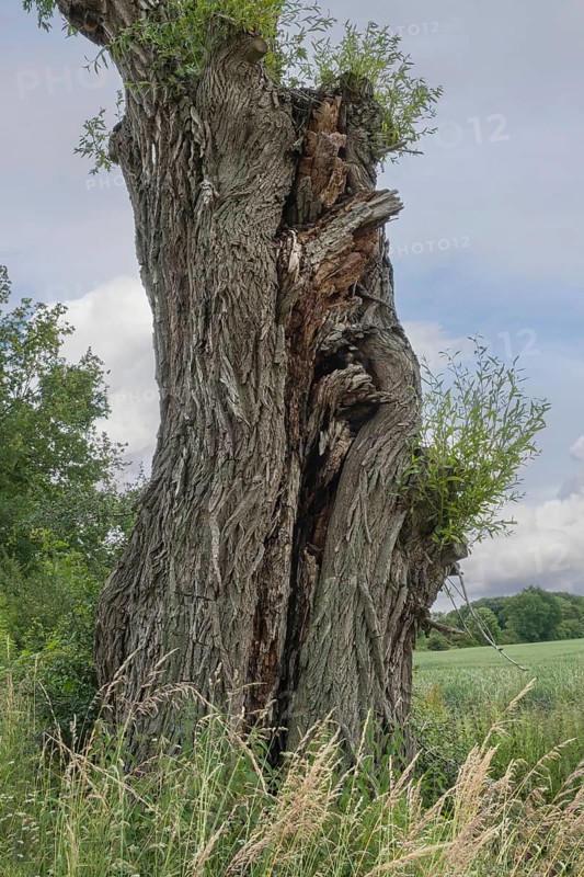 Trunk of a very old willow, Münsterland, North Rhine-Westphalia, Germany, Europe