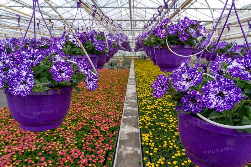 Horticulture company, flower pots, so-called petunia ampel, grow in a greenhouse, under the glass roof, until they have the right growth stage for retail, each pot is watered individually, by drip irrigation, in the bed on the ground grow Kapmargeriten, Osteospermum, Straelen, North Rhine-Westphalia, Germany, Europe