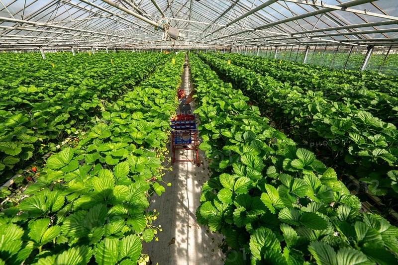 Harvesting strawberries, harvest helper, strawberry cultivation in the greenhouse, young strawberry plants grow up, in different stages of ripeness are watered individually by drip irrigation and supplied with nutrients, they grow in a substrate culture in raised beds, near Dormagen, Rhineland, North Rhine-Westphalia, Germany, Europe
