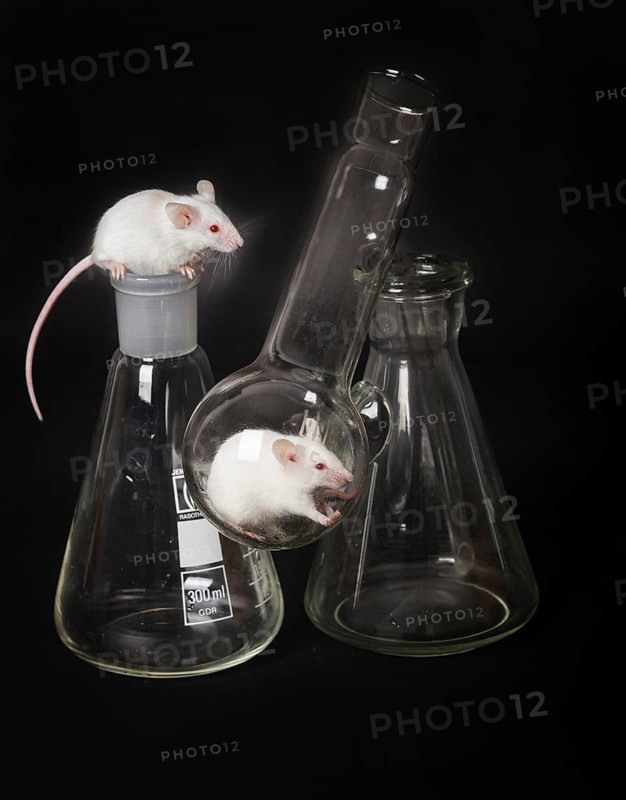 Two small white laboratory mice in the flask and on the another flask