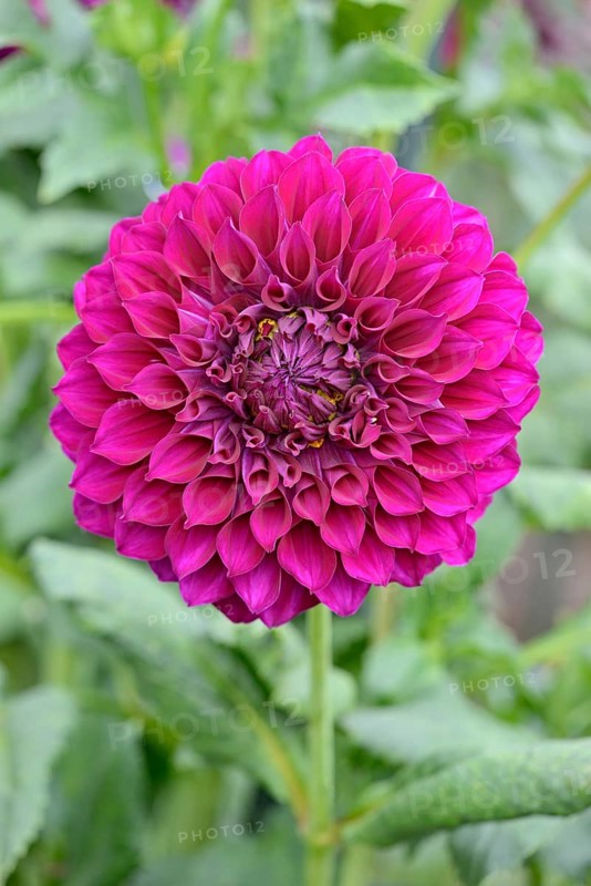 Decorative dahlias (Dahlia), Purple Joy variety, purple-coloured flower, North Rhine-Westphalia, Germany, Europe