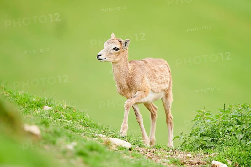 European mouflon (Ovis aries musimon) youngster walking on a meadow, tirol, Kitzbühel, Wildpark Aurach, Austria, Europe