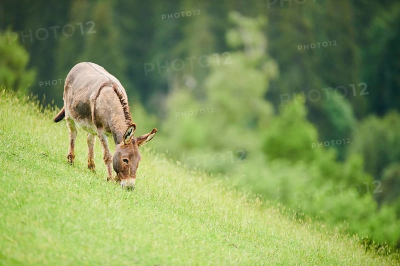 Donkey (Equus africanus asinus) standing on a meadow, tirol, Kitzbühel, Wildpark Aurach, Austria, Europe