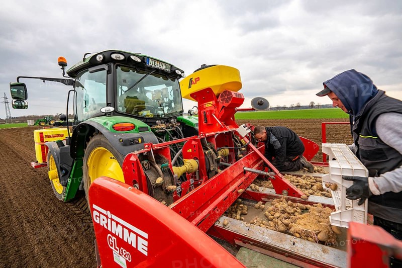 Early potatoes are placed in the soil of the field with a planting machine, Agriculture, Spring