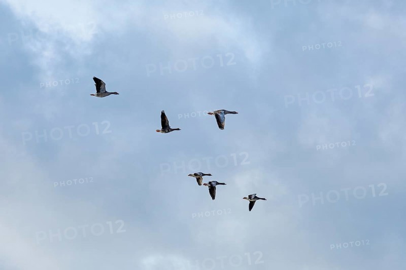 Flying grey geese (Anser anser), Goldhöft, Geltinger Birk, Gelting, Schleswig-Holstein, Germany, Europe