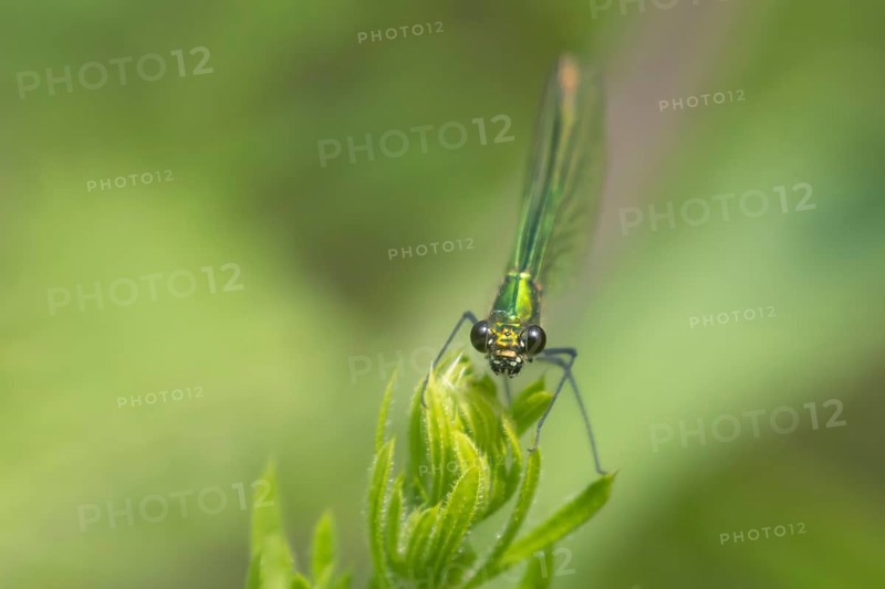 Banded demoiselle damselfly (Calopteryx splendens) adult female insect resting on a leaf in the summer, Suffolk, England, United Kingdom, Europe