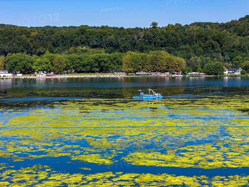 Ruhrverband mowing boat in action against waterweed, Elodea, an invasive species, green carpet of plants on Lake Baldeney in Essen, the fast-growing aquatic plant proliferates on large parts of the Ruhr reservoir, increased water temperatures accelerate growth, leisure boat traffic is severely impaired, Essen, North Rhine-Westphalia, Germany, Europe