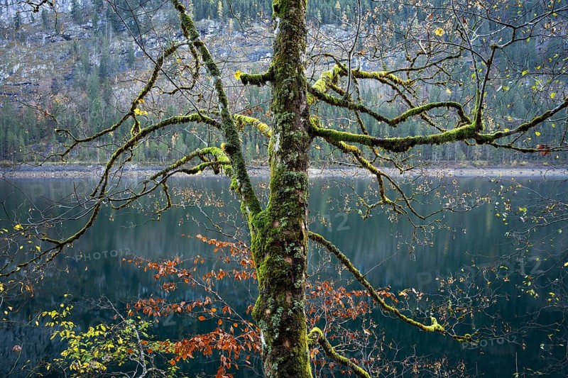 An autumnal maple tree with lots of moss at Lake Gosau. Some leaves in autumn colours. Vorderer Gosausee, Gosau, Gosau Valley, Salzkammergut, Upper Austria, Austria, Europe