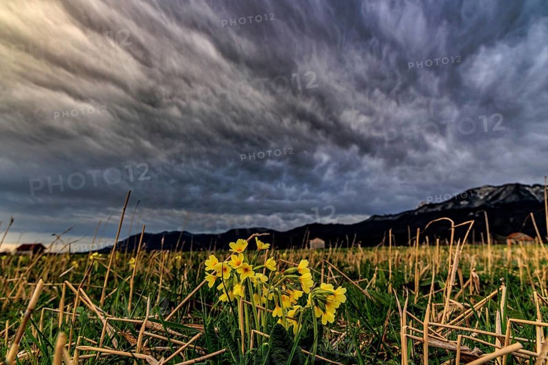 Common cowslip (Primula veris) in a meadow in front of a mountain landscape, storm clouds, thunderstorm, evening light, Loisach-Lake Kochel-Moore, Bavaria, Germany, Europe