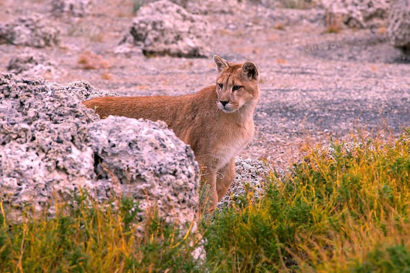 Cougar (Felis concolor patagonica) wbl. Torres del Paine NP, Chile, Torres del Paine NP, South America