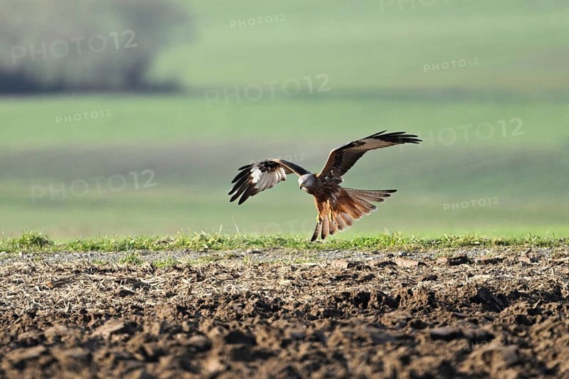Red Kite, Red Kite, Montagu's Harrier, Montagu's Harrier (Milvus milvus), approaching a field, Canton Aargau, Switzerland, Europe