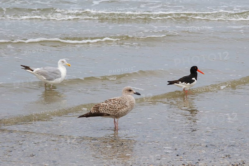 Eurasian oystercatcher (Haematopus ostralegus) and Herring Gulls (Larus michaellis) on the coast, Norderney, North Sea, East Frisia, Lower Saxony, Germany, Europe