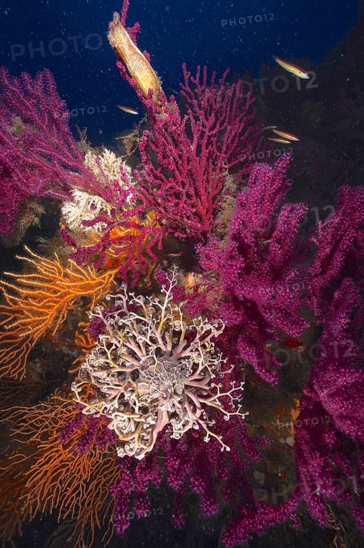 A blaze of colour in the mediterranean basket star (Astrospartus mediterraneus) in the Mediterranean near Hyères. Dive site Giens Peninsula, Côte dAzur, France, Europe