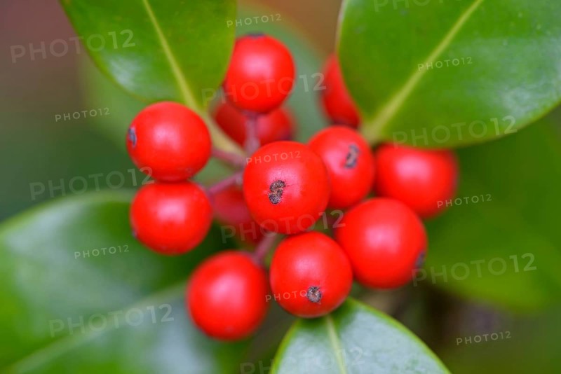 European holly (Ilex aquifolium), branch with red fruits, Moselle, Rhineland-Palatinate, Germany, Europe