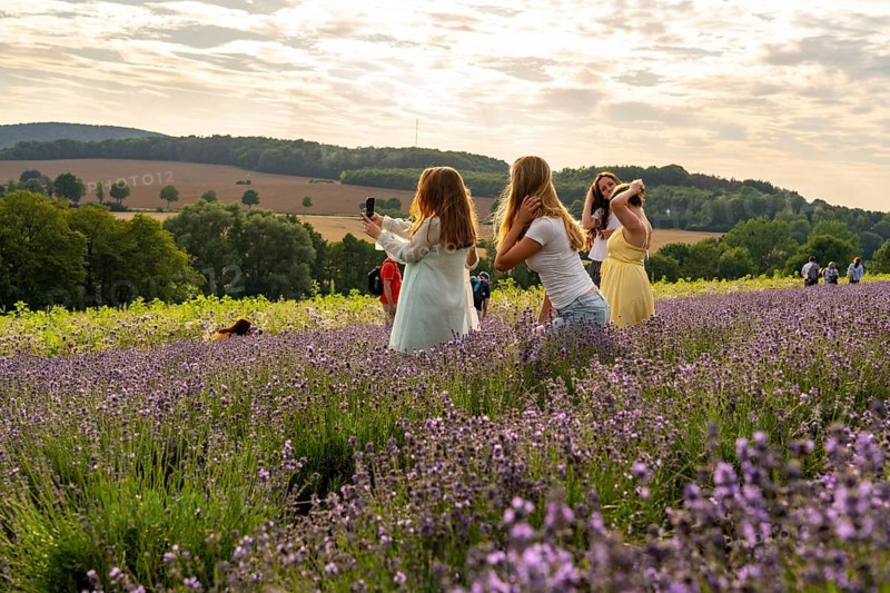 Lavender fields in East Westphalia Lippe, OWL, near the village of Fromhausen, near Detmold, the company Taoasis has been planting organic lavender since 2017 for the production of fragrances, the fields attract many thousands of visitors in summer, North Rhine-Westphalia, Germany, Europe