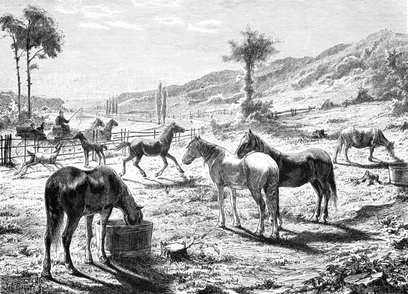 Horse paddock with foal, Mecklenburg-Western Pomerania, Germany, panorama, rural landscape, hackney carriage, mountains, watering trough, historical illustration 1880, Europe
