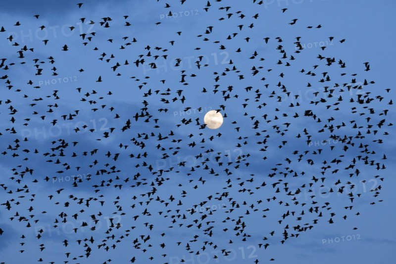 Flock of starlings in flight in front of full moon, Switzerland, Europe