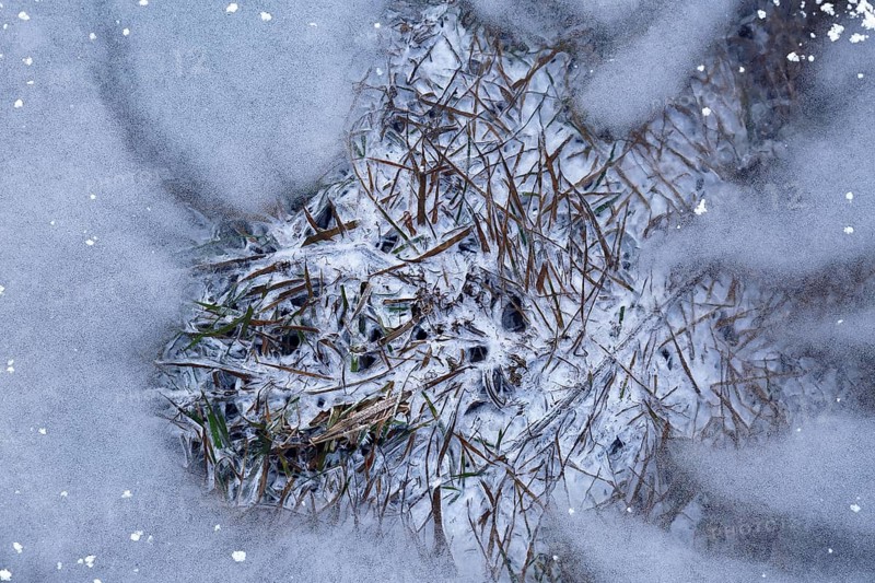 Winter flood 2024 on the rivers Elbe and Mulde with flooding of the meadows, close-up of ice structures on the meadows due to flooding in winter, bizarre ice formations, Middle Elbe Biosphere Reserve, Dessau-Roßlau, Saxony-Anhalt, Germany, Europe