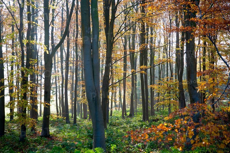 Autumn woodland scene of deciduous trees with orange brown leaves, near Sandy Lane, Wiltshire, England, UK