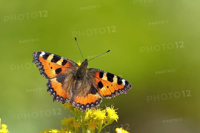 Small tortoiseshell (Aglais urticae), on a goldenrod (Solidago) flower, Wilden, North Rhine-Westphalia, Germany, Europe