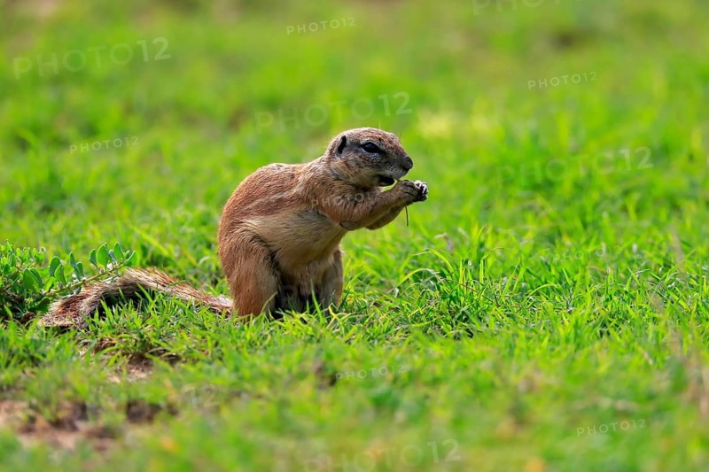 Cape ground squirrel (Xerus inauris), adult, alert, feeding, Mountain Zebra National Park, Eastern Cape, South Africa, Africa